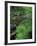 Lady Fern, Lyman Brook, The Nature Conservancy's Bunnell Tract, New Hampshire, USA-Jerry & Marcy Monkman-Framed Photographic Print