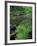 Lady Fern, Lyman Brook, The Nature Conservancy's Bunnell Tract, New Hampshire, USA-Jerry & Marcy Monkman-Framed Photographic Print