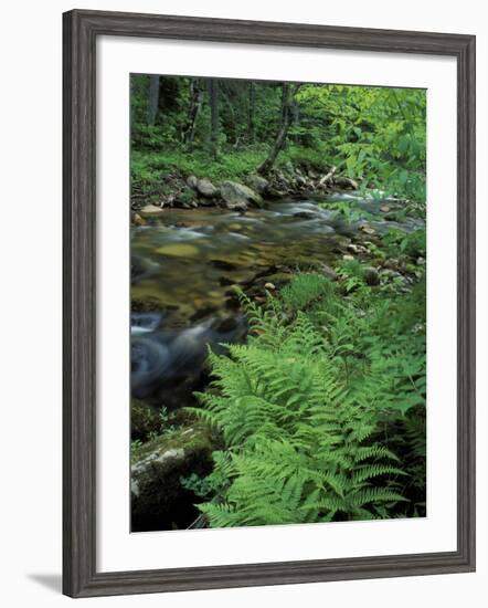 Lady Fern, Lyman Brook, The Nature Conservancy's Bunnell Tract, New Hampshire, USA-Jerry & Marcy Monkman-Framed Photographic Print