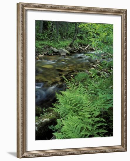Lady Fern, Lyman Brook, The Nature Conservancy's Bunnell Tract, New Hampshire, USA-Jerry & Marcy Monkman-Framed Photographic Print