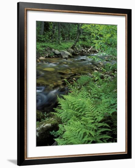 Lady Fern, Lyman Brook, The Nature Conservancy's Bunnell Tract, New Hampshire, USA-Jerry & Marcy Monkman-Framed Photographic Print