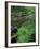 Lady Fern, Lyman Brook, The Nature Conservancy's Bunnell Tract, New Hampshire, USA-Jerry & Marcy Monkman-Framed Photographic Print