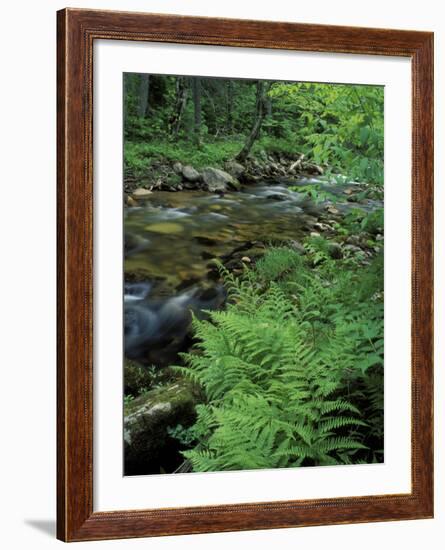 Lady Fern, Lyman Brook, The Nature Conservancy's Bunnell Tract, New Hampshire, USA-Jerry & Marcy Monkman-Framed Photographic Print