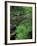 Lady Fern, Lyman Brook, The Nature Conservancy's Bunnell Tract, New Hampshire, USA-Jerry & Marcy Monkman-Framed Photographic Print