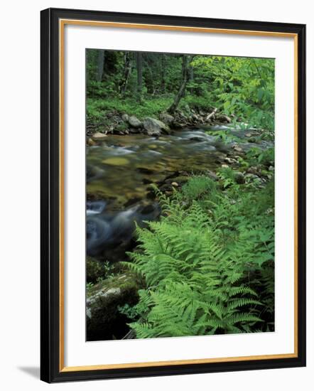 Lady Fern, Lyman Brook, The Nature Conservancy's Bunnell Tract, New Hampshire, USA-Jerry & Marcy Monkman-Framed Photographic Print