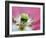 Lady Gaga-Ursula Abresch-Framed Photographic Print