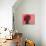 Lady in a Pink Headtie, 1995-Boscoe Holder-Photographic Print displayed on a wall