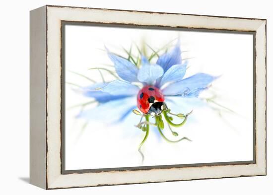 Lady in Blue-Jacky Parker-Framed Premier Image Canvas