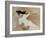 Lady in White on Lounge, 2014-Susan Adams-Framed Giclee Print