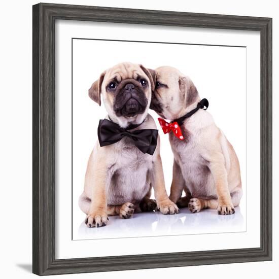 Lady Mops Puppy Whispering Something Or Kissing Its Gentleman Partner While Seated-Viorel Sima-Framed Photographic Print