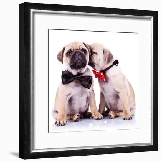 Lady Mops Puppy Whispering Something Or Kissing Its Gentleman Partner While Seated-Viorel Sima-Framed Photographic Print