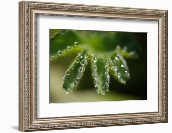 Lady's Mantle, Alchemilla, Dewdrops, Close-Up-Alfons Rumberger-Framed Photographic Print