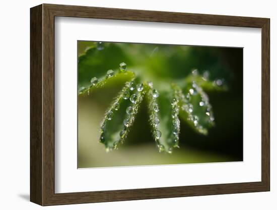 Lady's Mantle, Alchemilla, Dewdrops, Close-Up-Alfons Rumberger-Framed Photographic Print