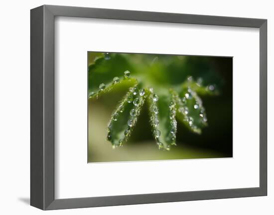 Lady's Mantle, Alchemilla, Dewdrops, Close-Up-Alfons Rumberger-Framed Photographic Print