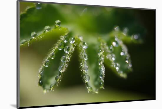 Lady's Mantle, Alchemilla, Dewdrops, Close-Up-Alfons Rumberger-Mounted Photographic Print