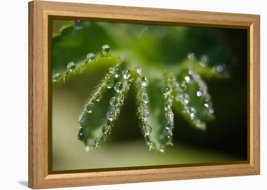 Lady's Mantle, Alchemilla, Dewdrops, Close-Up-Alfons Rumberger-Framed Premier Image Canvas
