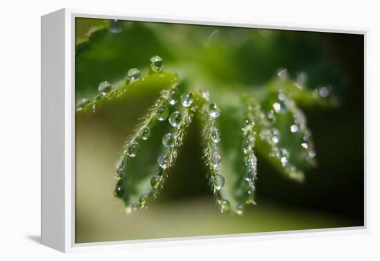 Lady's Mantle, Alchemilla, Dewdrops, Close-Up-Alfons Rumberger-Framed Premier Image Canvas