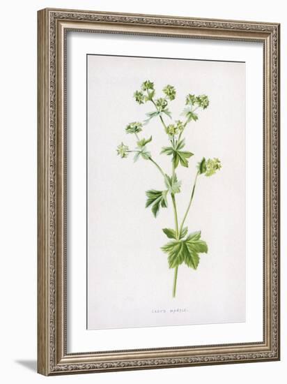 Lady's Mantle-F. Edward Hulme-Framed Art Print