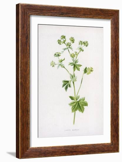 Lady's Mantle-F. Edward Hulme-Framed Art Print