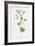 Lady's Mantle-F. Edward Hulme-Framed Art Print