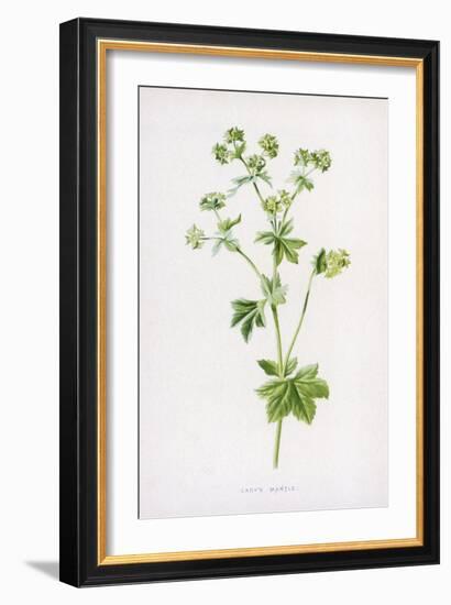 Lady's Mantle-F. Edward Hulme-Framed Art Print