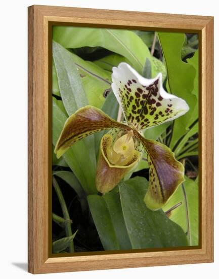 Lady's Slipper Orchid-Tony Craddock-Framed Premier Image Canvas