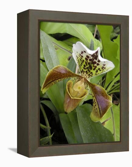 Lady's Slipper Orchid-Tony Craddock-Framed Premier Image Canvas