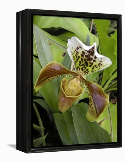 Lady's Slipper Orchid-Tony Craddock-Framed Premier Image Canvas