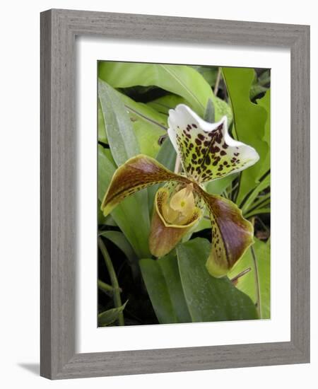 Lady's Slipper Orchid-Tony Craddock-Framed Photographic Print