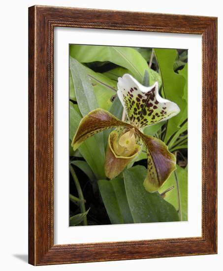 Lady's Slipper Orchid-Tony Craddock-Framed Photographic Print