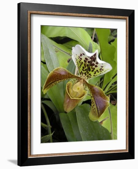 Lady's Slipper Orchid-Tony Craddock-Framed Photographic Print