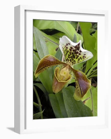 Lady's Slipper Orchid-Tony Craddock-Framed Photographic Print