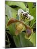 Lady's Slipper Orchid-Tony Craddock-Mounted Photographic Print