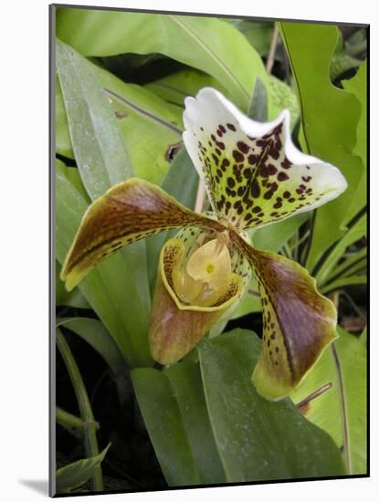 Lady's Slipper Orchid-Tony Craddock-Mounted Photographic Print