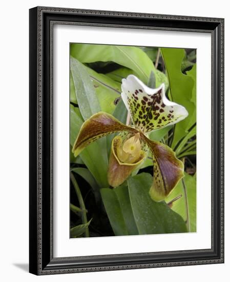 Lady's Slipper Orchid-Tony Craddock-Framed Photographic Print