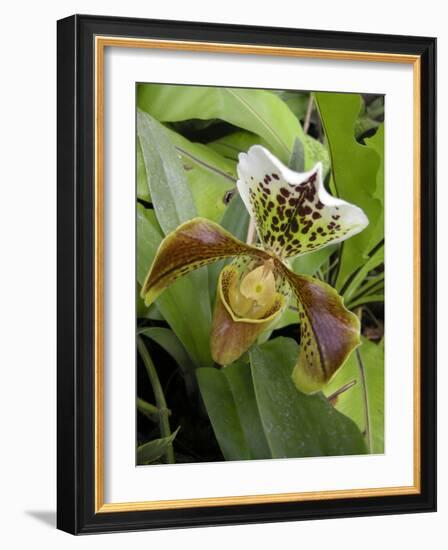 Lady's Slipper Orchid-Tony Craddock-Framed Photographic Print