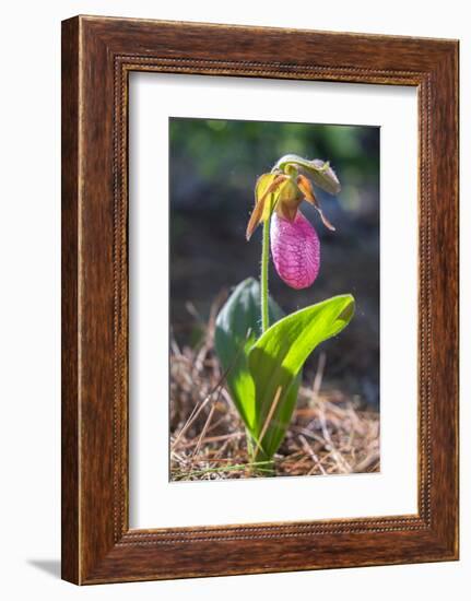 Lady'S Slipper Orchid-Lisa S. Engelbrecht-Framed Photographic Print