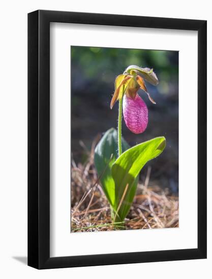 Lady'S Slipper Orchid-Lisa S. Engelbrecht-Framed Photographic Print