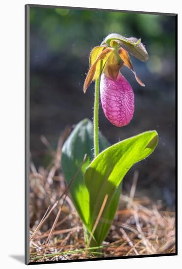Lady'S Slipper Orchid-Lisa S. Engelbrecht-Mounted Photographic Print