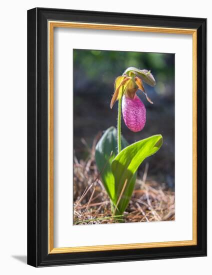 Lady'S Slipper Orchid-Lisa S. Engelbrecht-Framed Photographic Print