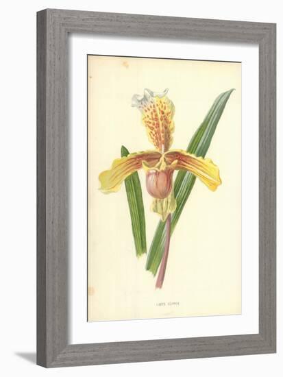 Lady's Slipper-Frederick Edward Hulme-Framed Giclee Print