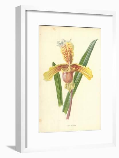 Lady's Slipper-Frederick Edward Hulme-Framed Giclee Print