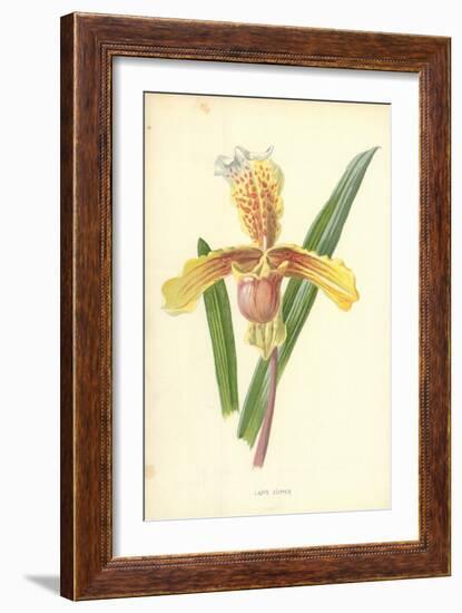 Lady's Slipper-Frederick Edward Hulme-Framed Giclee Print