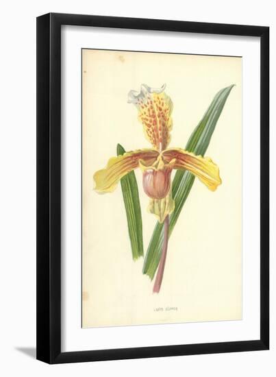 Lady's Slipper-Frederick Edward Hulme-Framed Giclee Print