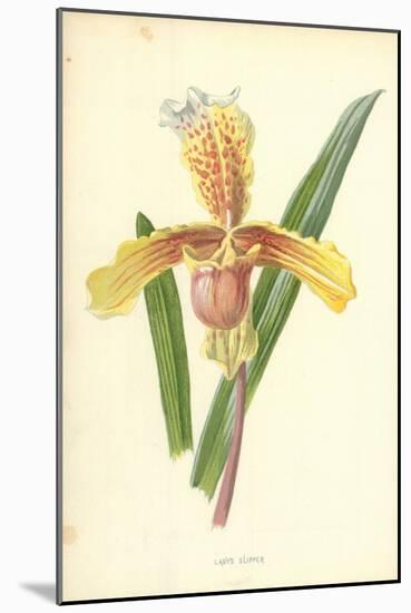 Lady's Slipper-Frederick Edward Hulme-Mounted Giclee Print