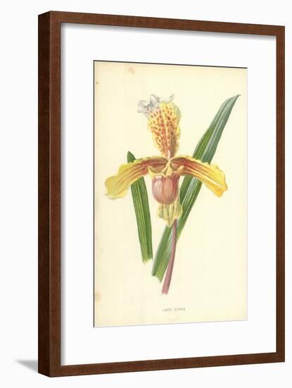 Lady's Slipper-Frederick Edward Hulme-Framed Giclee Print