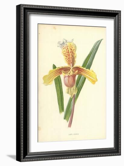 Lady's Slipper-Frederick Edward Hulme-Framed Giclee Print