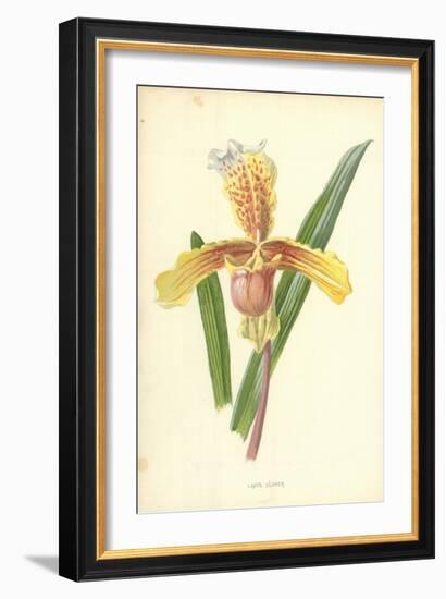 Lady's Slipper-Frederick Edward Hulme-Framed Giclee Print