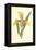 Lady's Slipper-Frederick Edward Hulme-Framed Premier Image Canvas