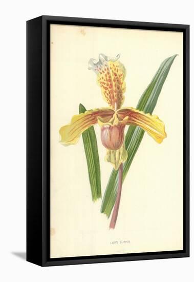 Lady's Slipper-Frederick Edward Hulme-Framed Premier Image Canvas